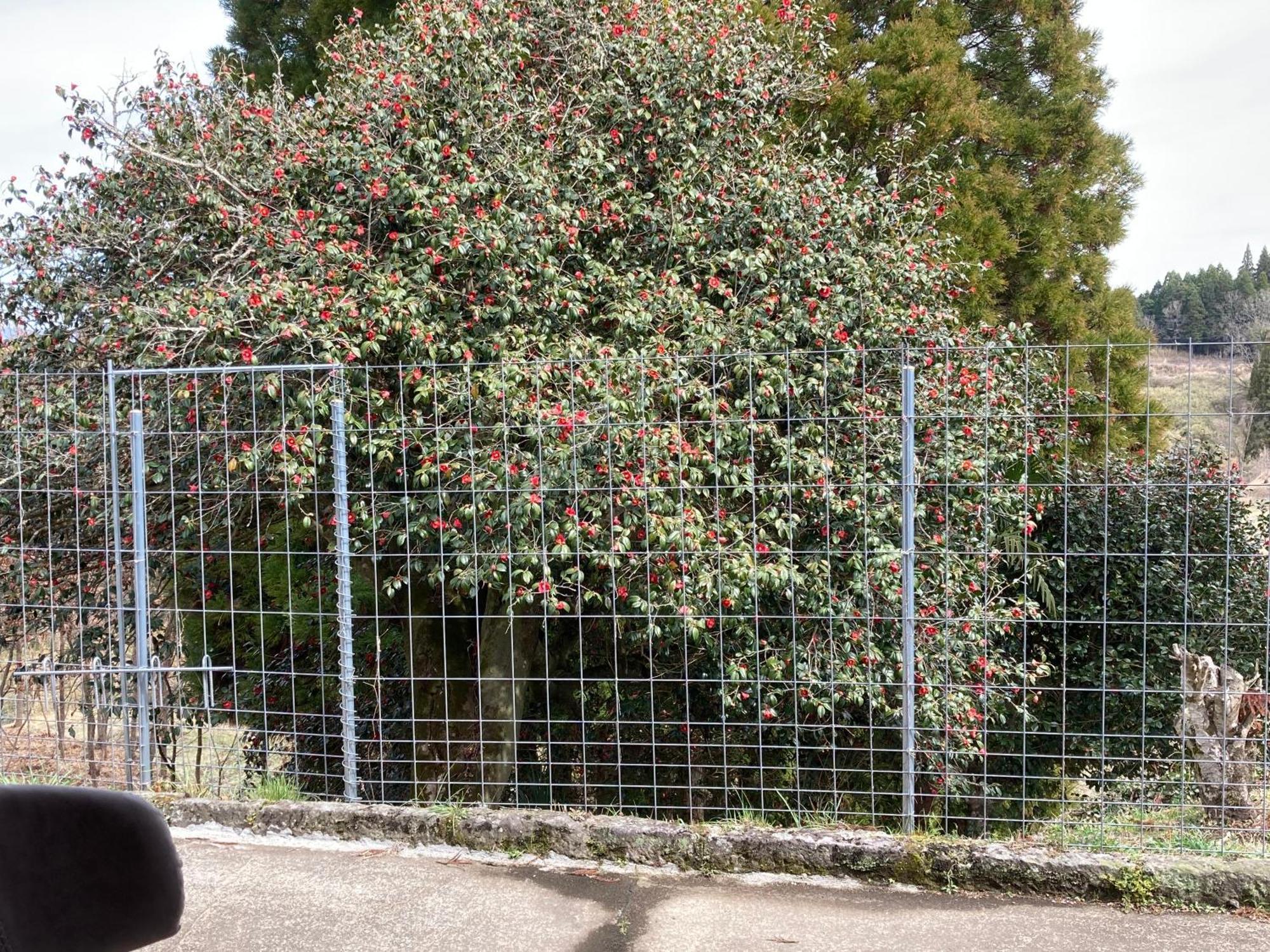 Ferienwohnung 体験型農家民泊「お陽さまと風」 Bungoono Exterior foto