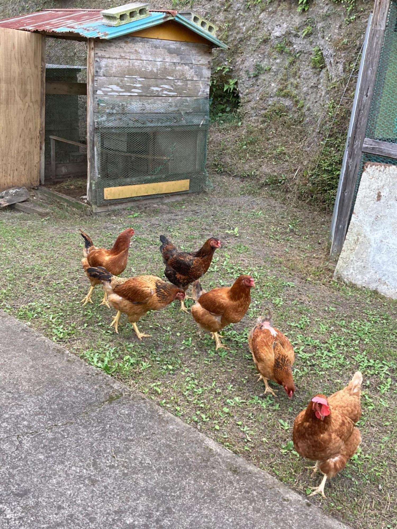 Ferienwohnung 体験型農家民泊「お陽さまと風」 Bungoono Exterior foto